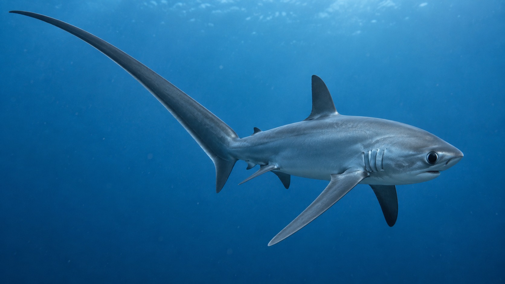 Generated body 1 image of Thresher Shark in a natural aquatic setting