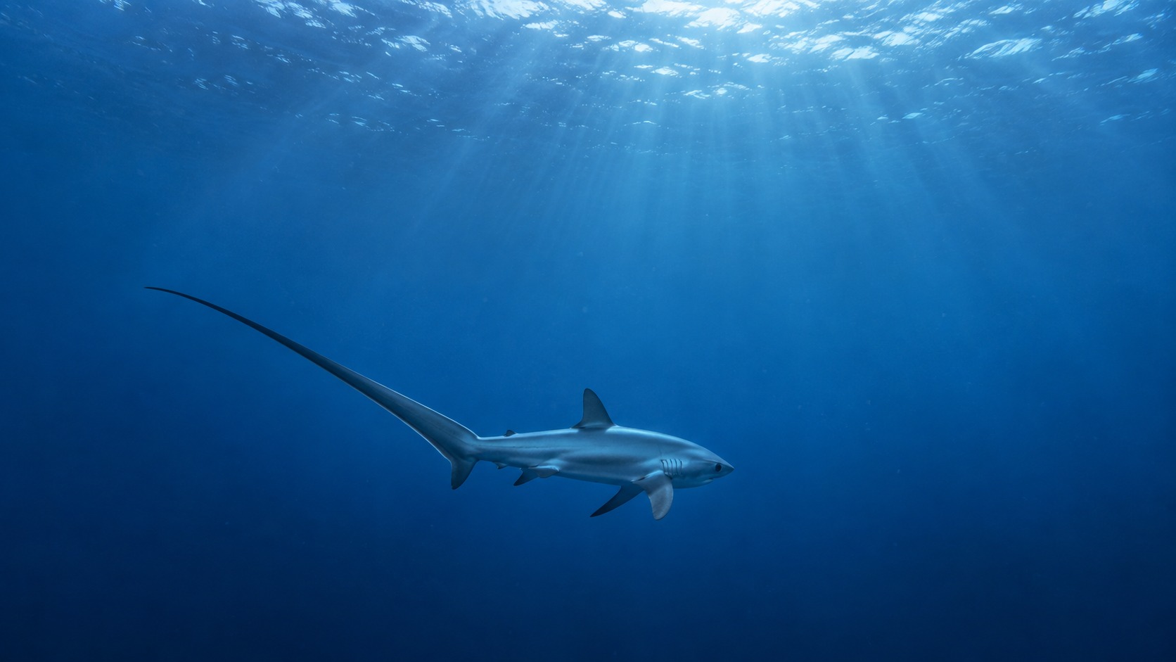 Generated body 1 image of Thresher Shark in a natural aquatic setting
