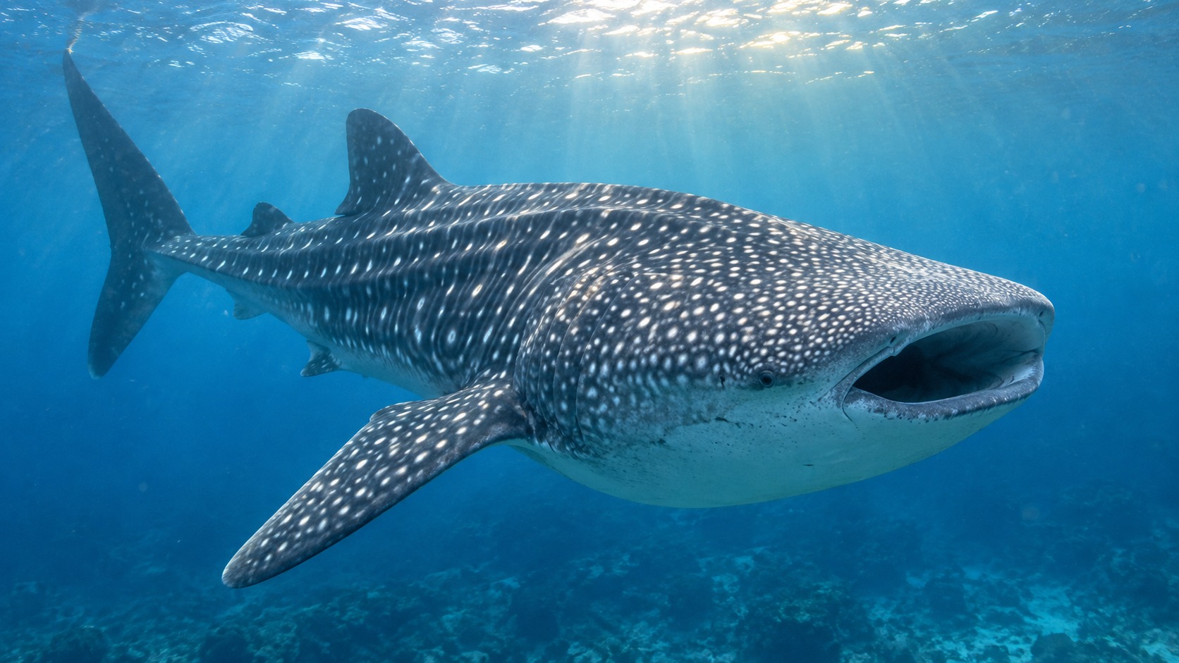 Generated featured hero image of Whale Shark in a natural aquatic setting